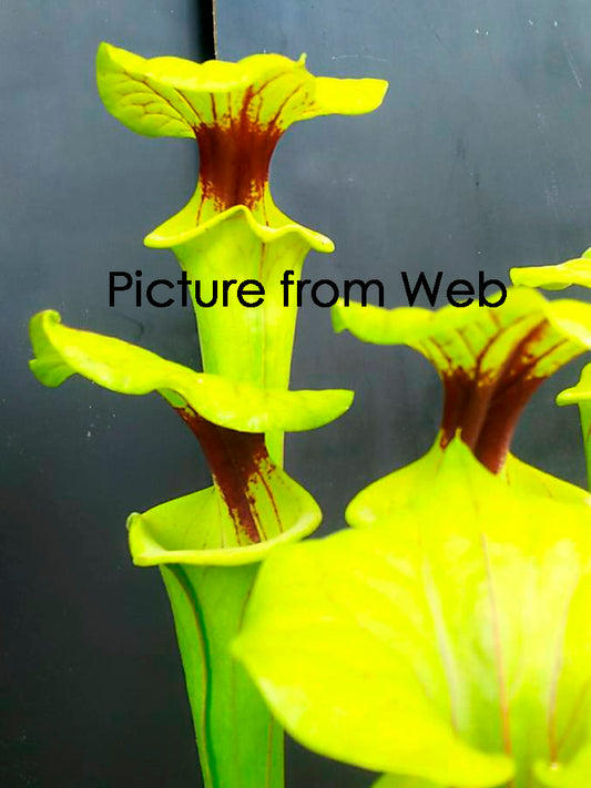 Sarracenia flava var. ornata F170F MK  Sandy Creek Rd, 2nd Site, FL
