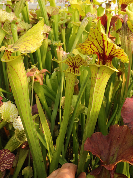 Sarracenia flava var. ornata F171B MK Sandy Creek Rd