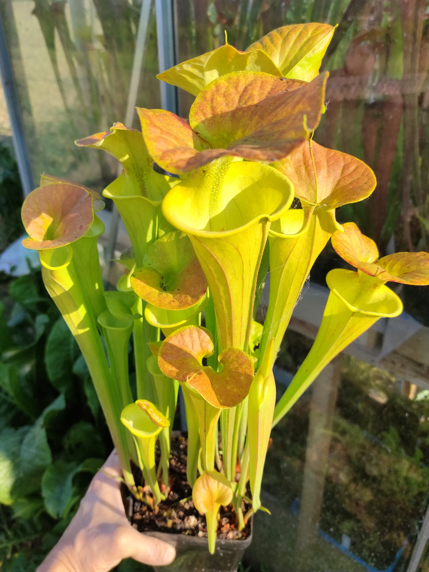 Sarracenia flava var. cuprea F173 MK  Pender County,NC