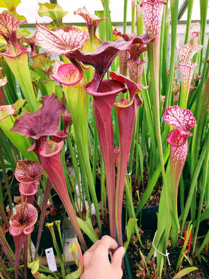 Sarracenia flava var. atropurpurea F196/3 Srba