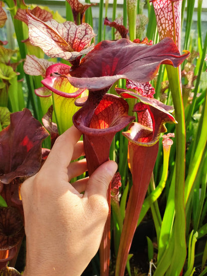 Sarracenia flava var. atropurpurea F196/3 Srba