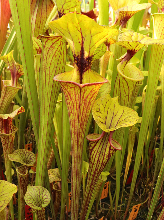 Sarracenia flava var. ornata F227 MK