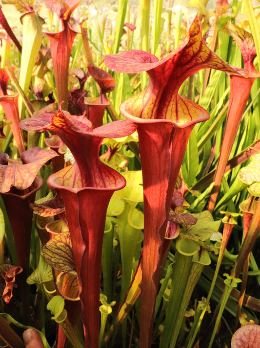 Sarracenia flava var. atropurpurea F27D MK Schwarzwasser-Staatswald