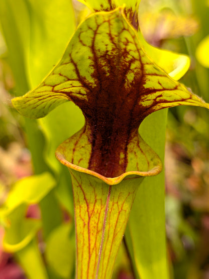 Sarracenia flava var. ornata "Very strong throat patch"  Wewahitcka Fl. F39 MK