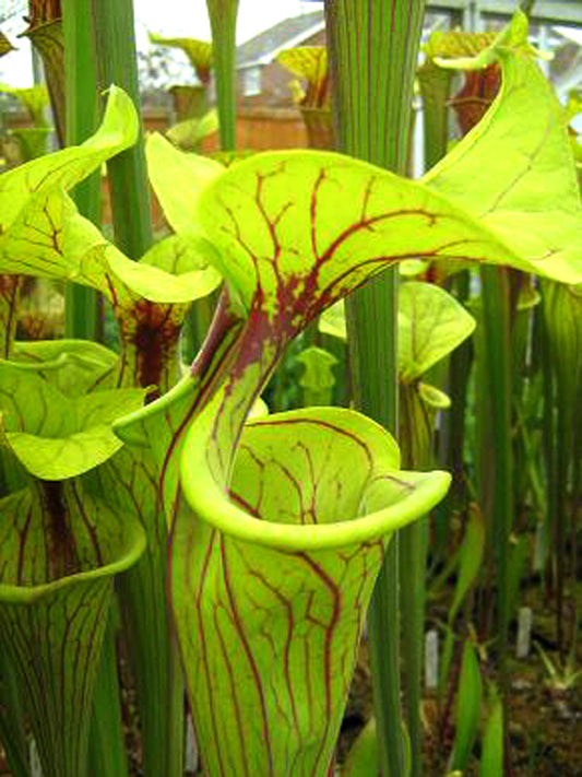 Sarracenia flava var. ornata F46 MK Stocky, Large lid, Medium veins