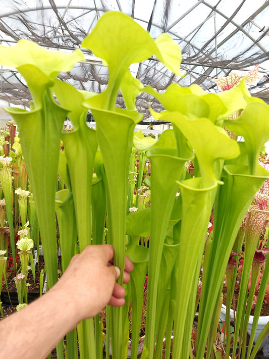 Sarracenia flava var. maxima  F64 PW "Beautiful Yellow Pitchers"