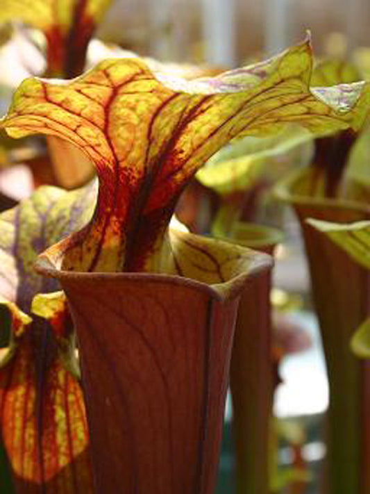 Sarracenia flava var. rubricorpora F71 MK Giant Red Tube