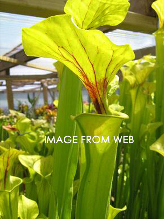 Sarracenia flava var. flava F80 MK