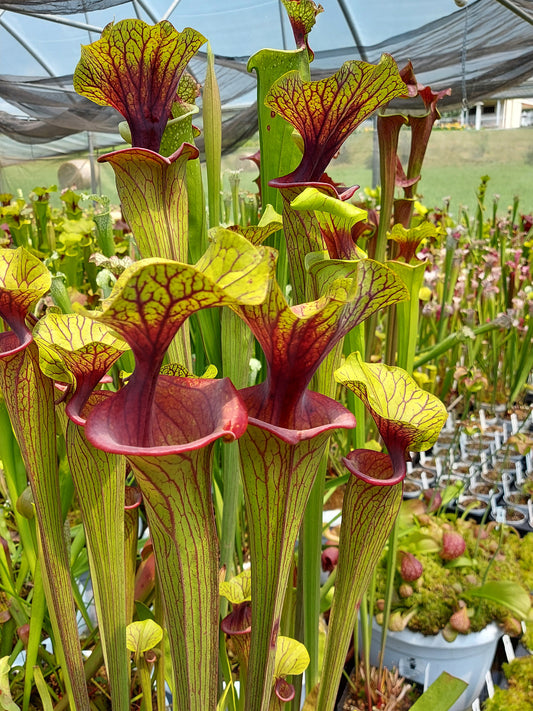 Sarracenia flava var. ornata F88 MK  Apalachicola National Forest, FL 