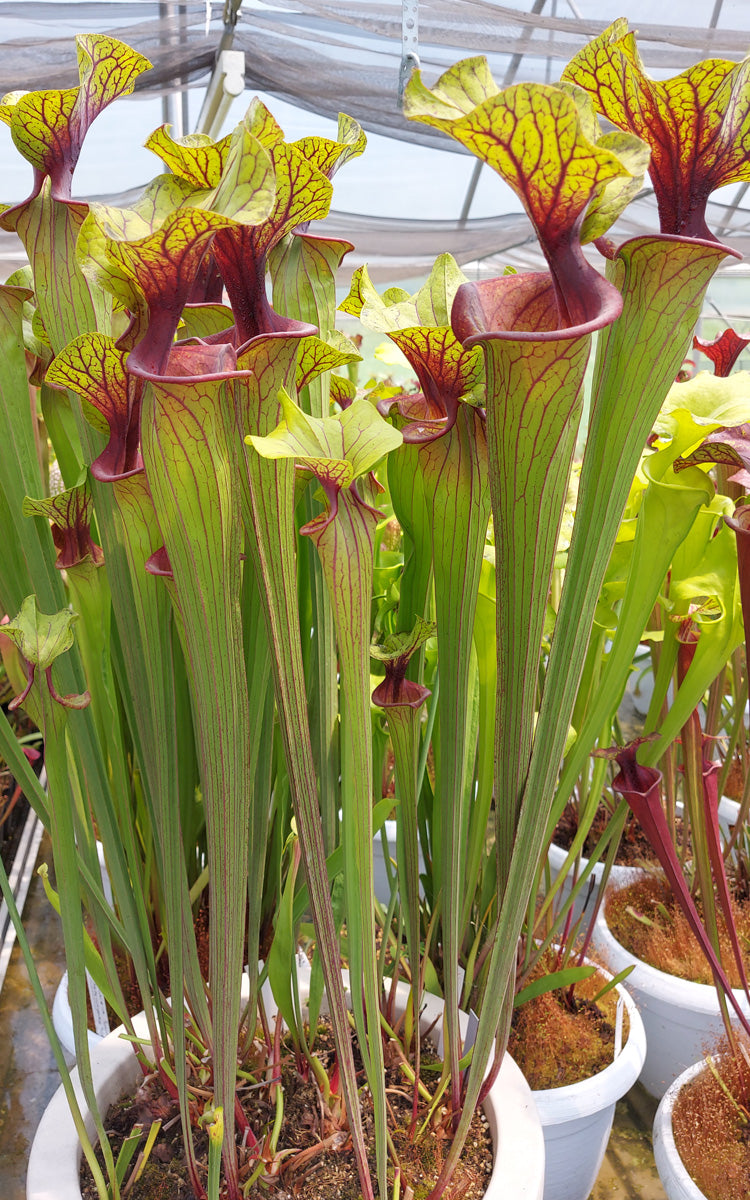 Sarracenia flava var. ornata F88 MK  Apalachicola National Forest, FL 