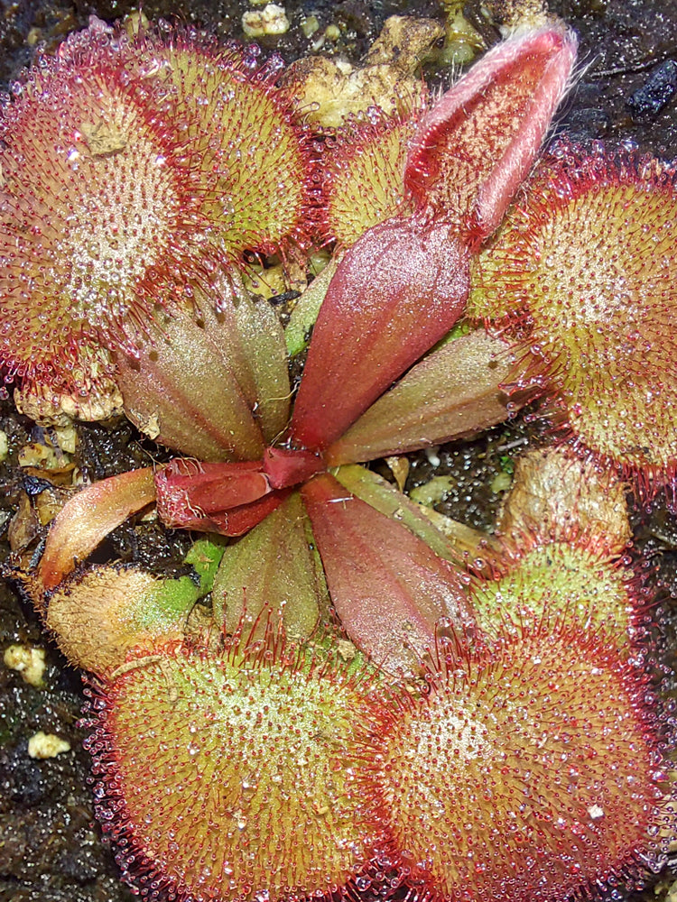 Drosera falconeri  Palmerston x Wangi  NT Australia