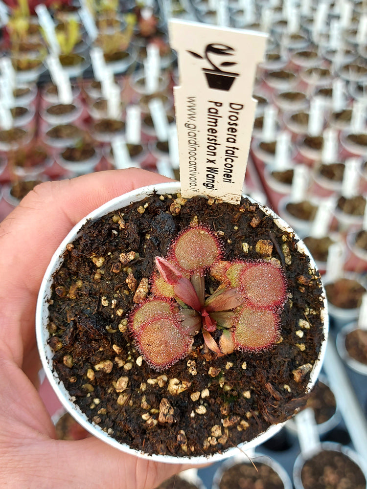 Drosera falconeri  Palmerston x Wangi  NT Australia