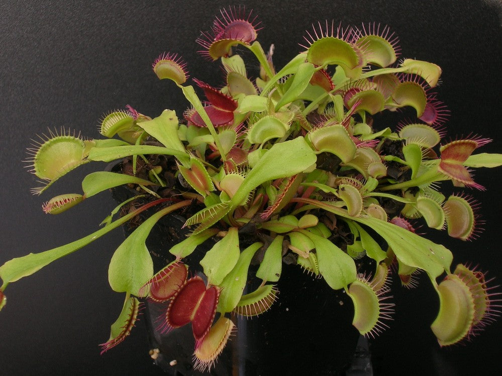 Dionaea muscipula  Fang