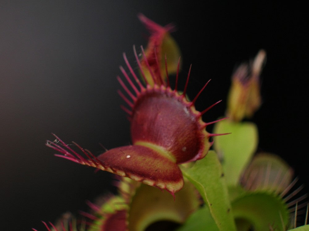 Dionaea muscipula  Fang