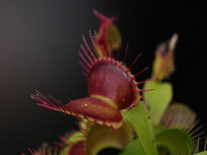 Dionaea muscipula  Fang