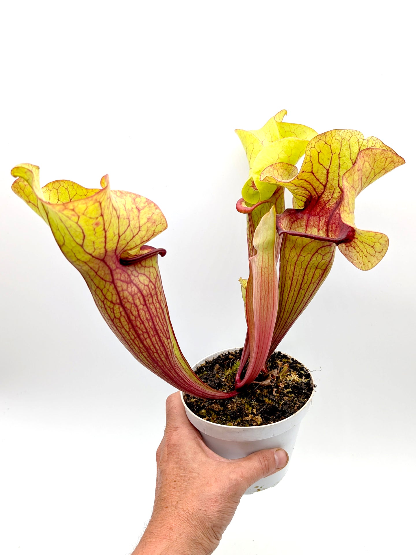 AUKTION 5: Sarracenia „FAT HYBRID“ GC aus Samen gezogen