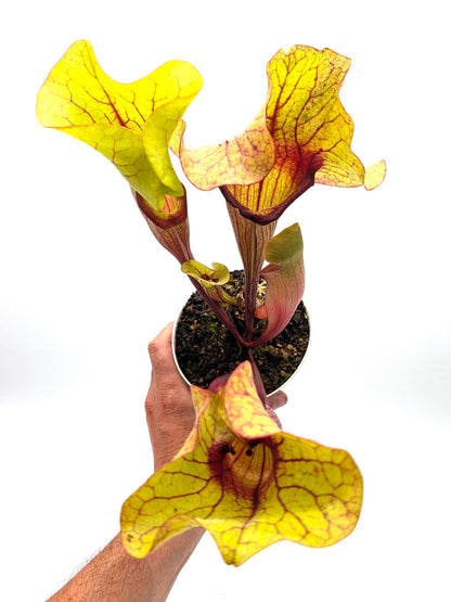 AUKTION 5: Sarracenia „FAT HYBRID“ GC aus Samen gezogen