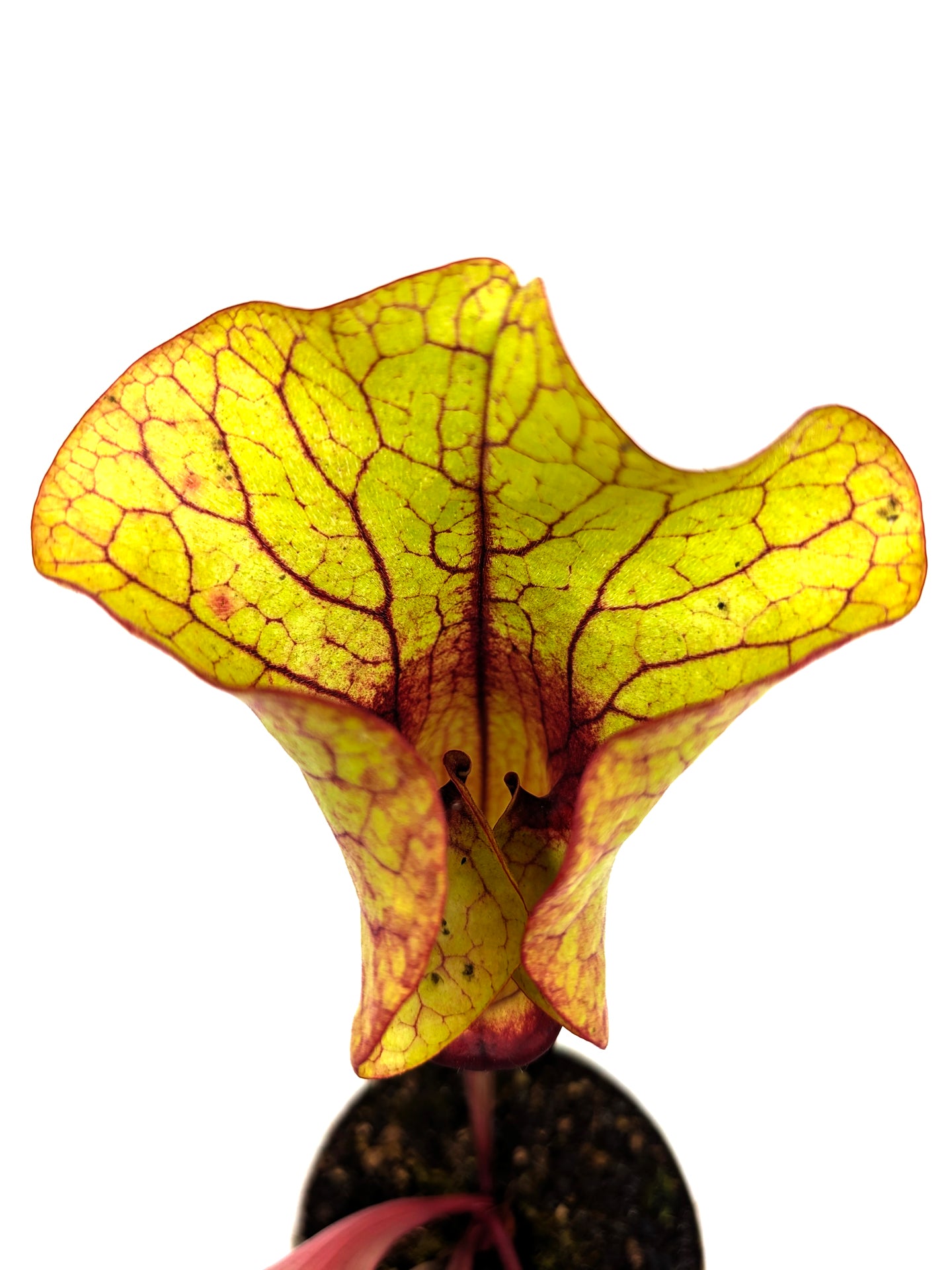 AUKTION 5: Sarracenia „FAT HYBRID“ GC aus Samen gezogen