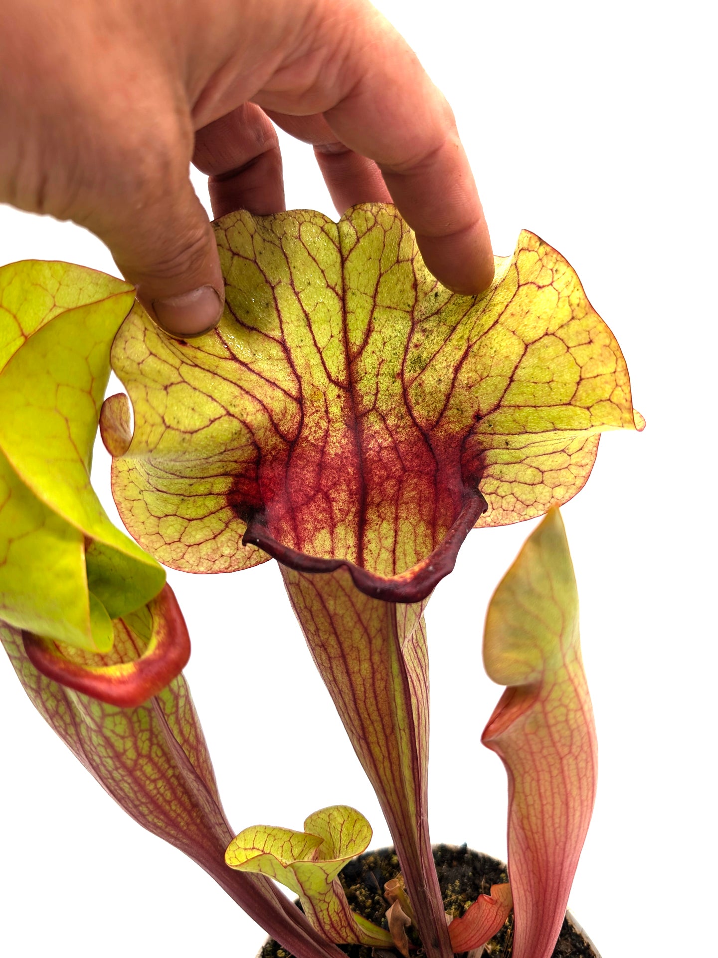 AUKTION 5: Sarracenia „FAT HYBRID“ GC aus Samen gezogen