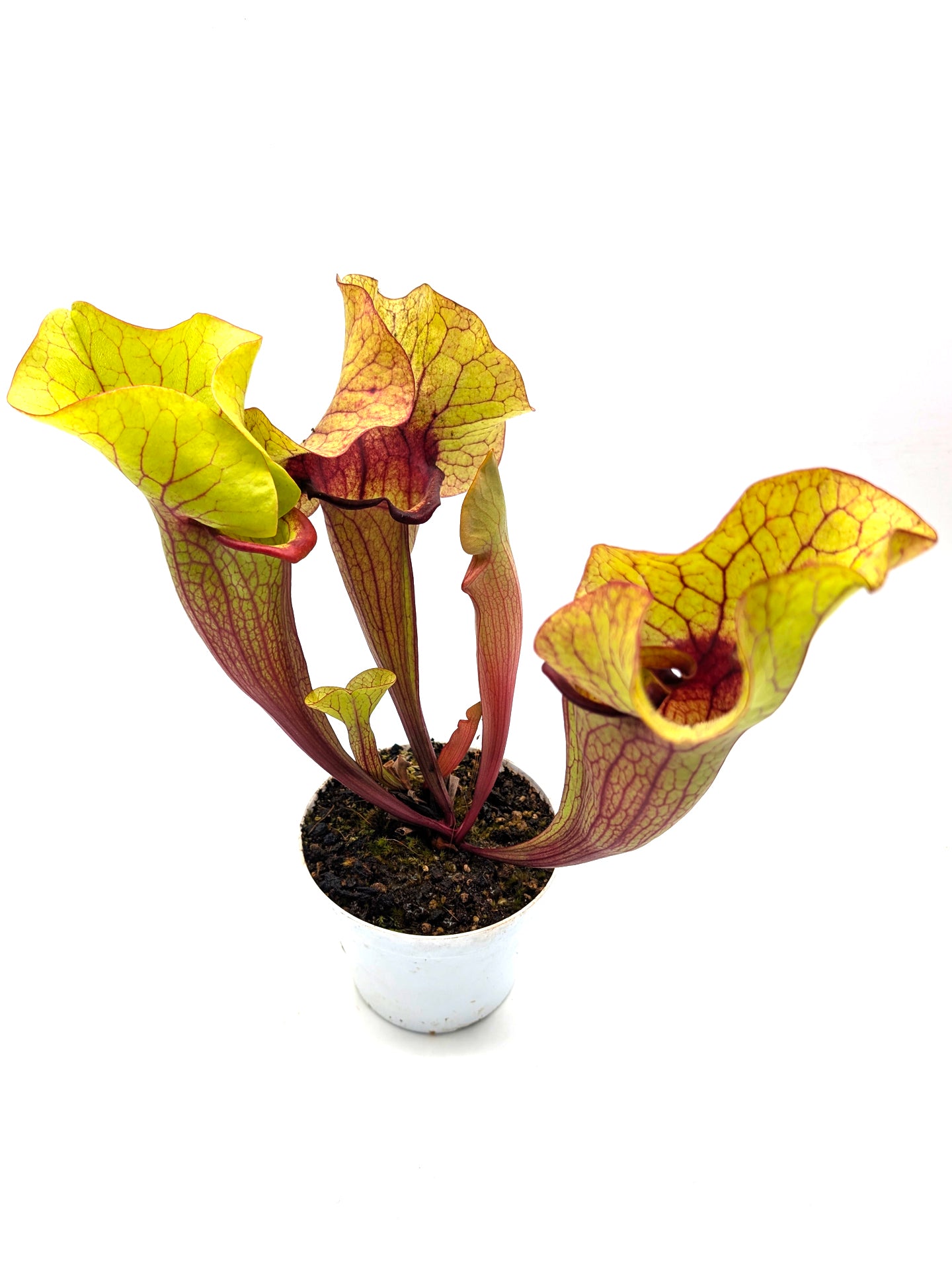 AUKTION 5: Sarracenia „FAT HYBRID“ GC aus Samen gezogen