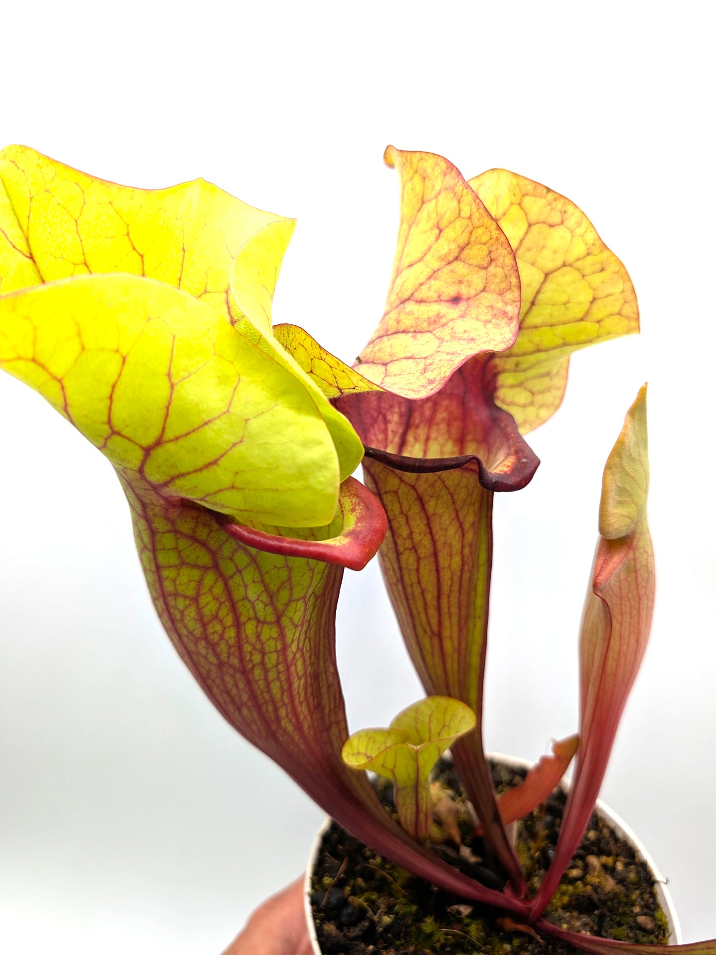 AUKTION 5: Sarracenia „FAT HYBRID“ GC aus Samen gezogen