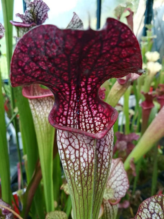 Sarracenia "Fegatone"
