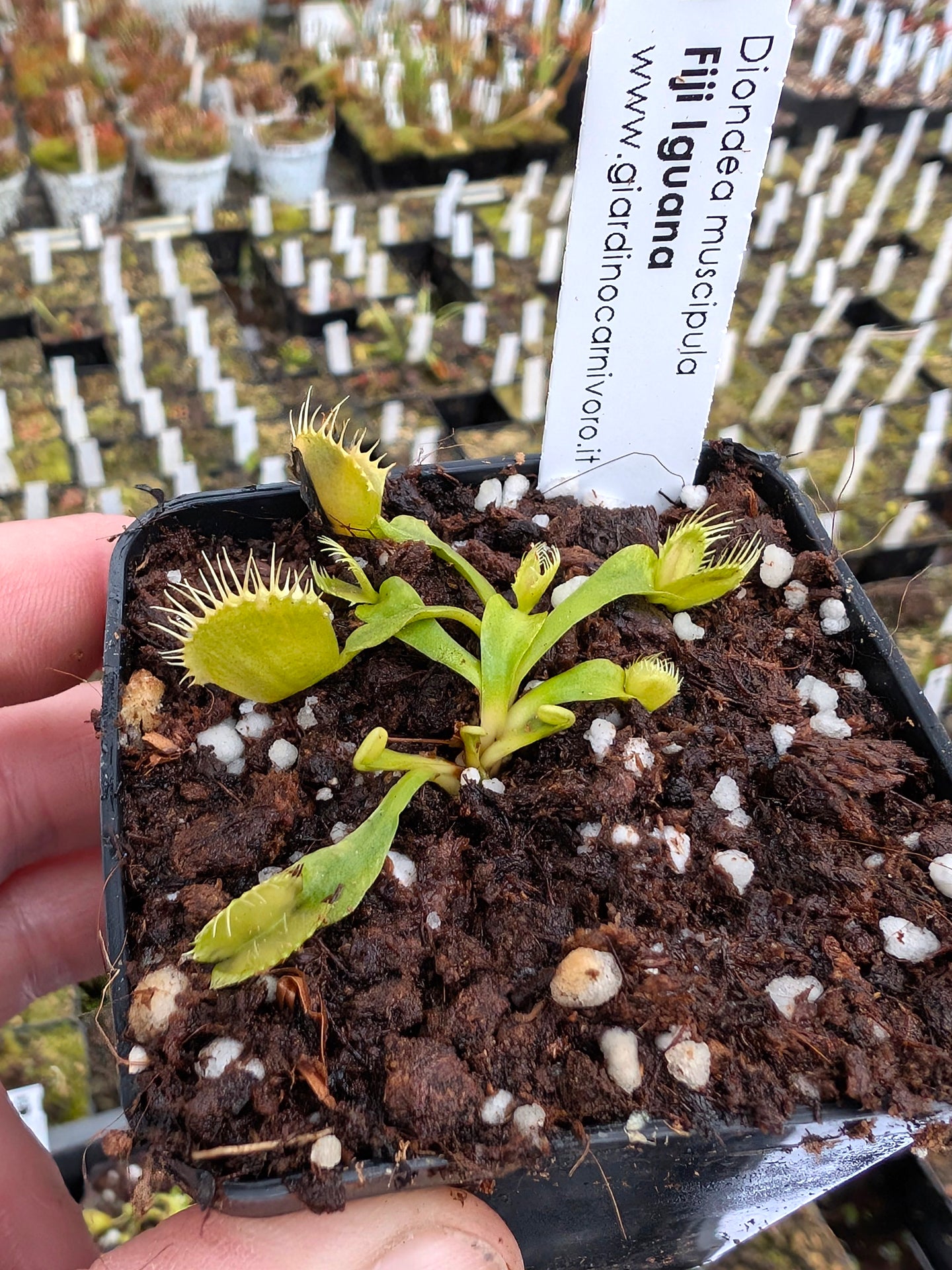 Dionaea muscipula  Fiji Iguana