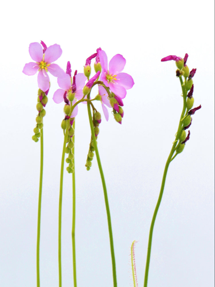 Drosera filiformis 'California Sunset'