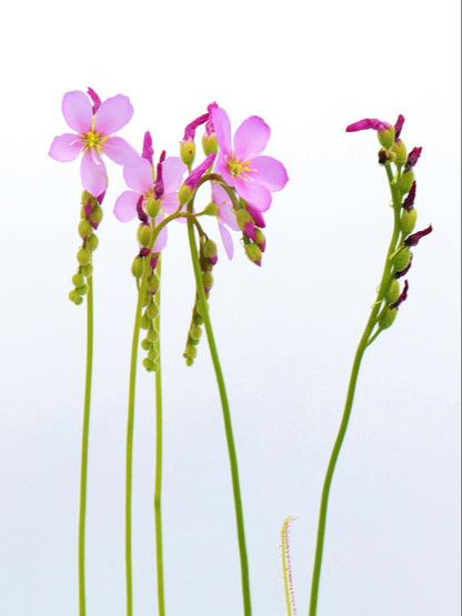 Drosera filiformis 'California Sunset'