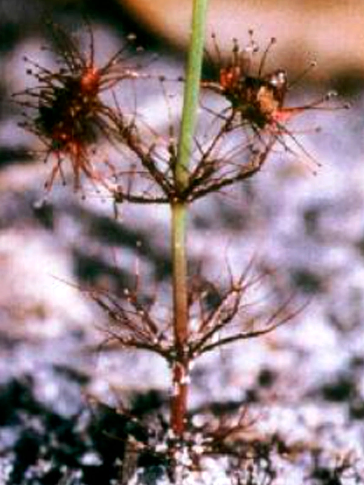 Drosera fimbriata