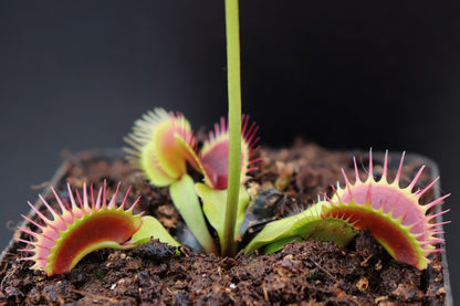 Dionaea muscipula "Fine tooth x red"