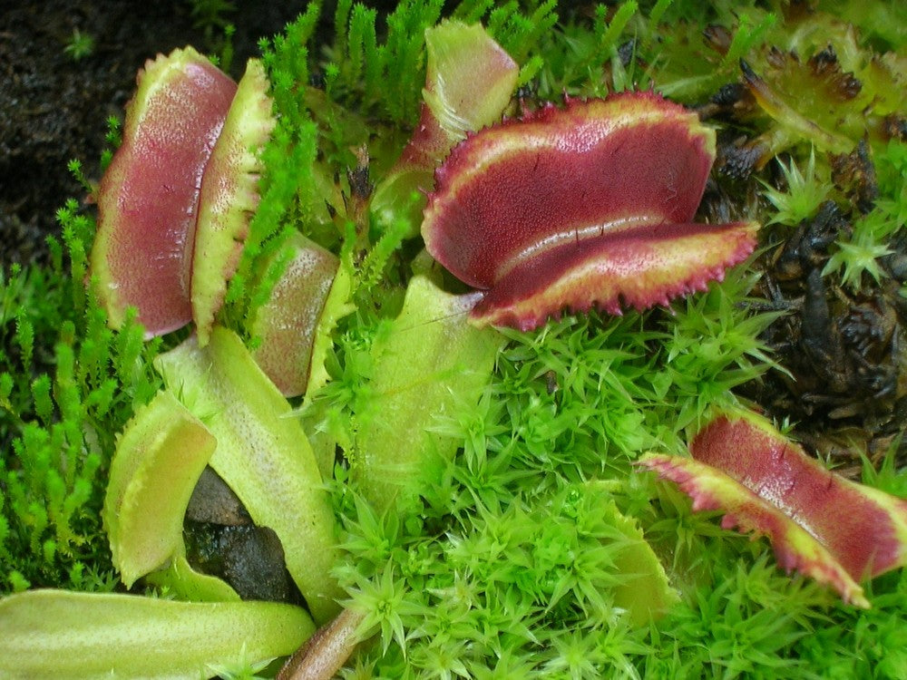 Dionaea muscipula "GC Fire mouth"