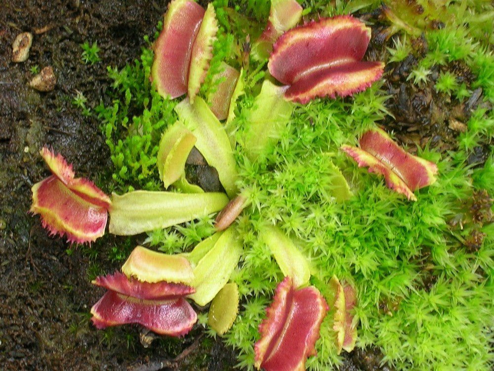 Dionaea muscipula "GC Fire mouth"