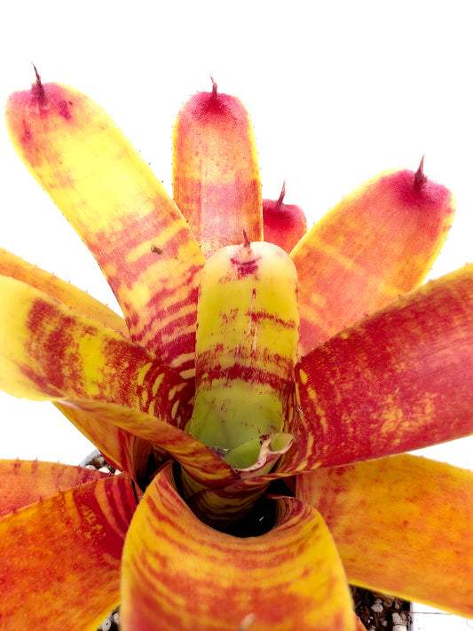 Neoregelia Fishnet