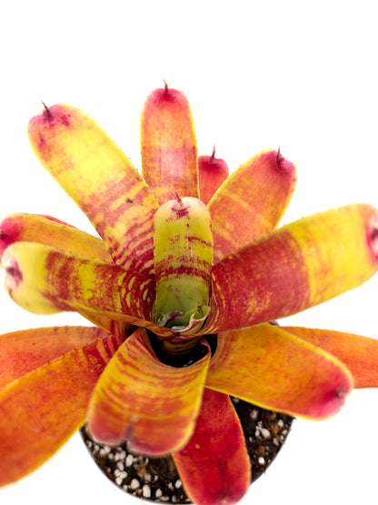 Neoregelia Fishnet