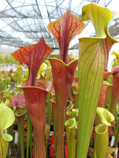 Sarracenia flava var. atropurpurea FL105 RVL „Kleiner Deckel“