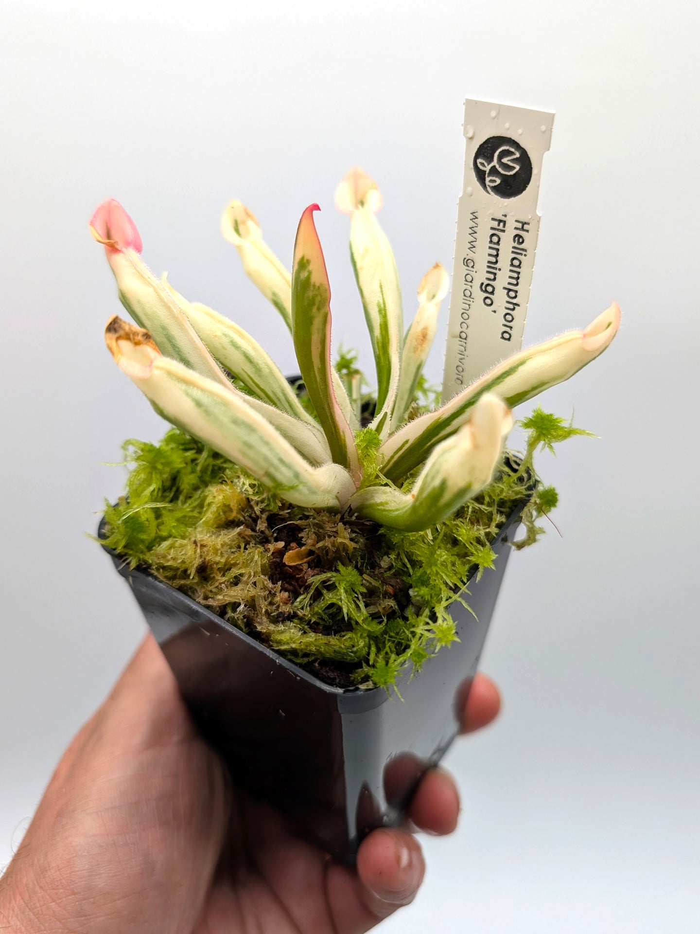 AUKTION 7: Heliamphora 'Flamingo' Mittelgroß