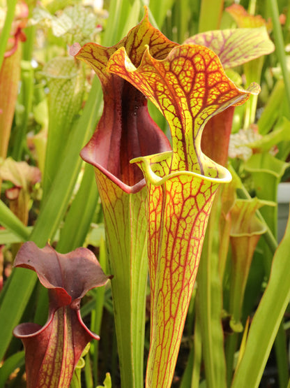 Sarracenia flava var. ornata "Improved Black Veins"