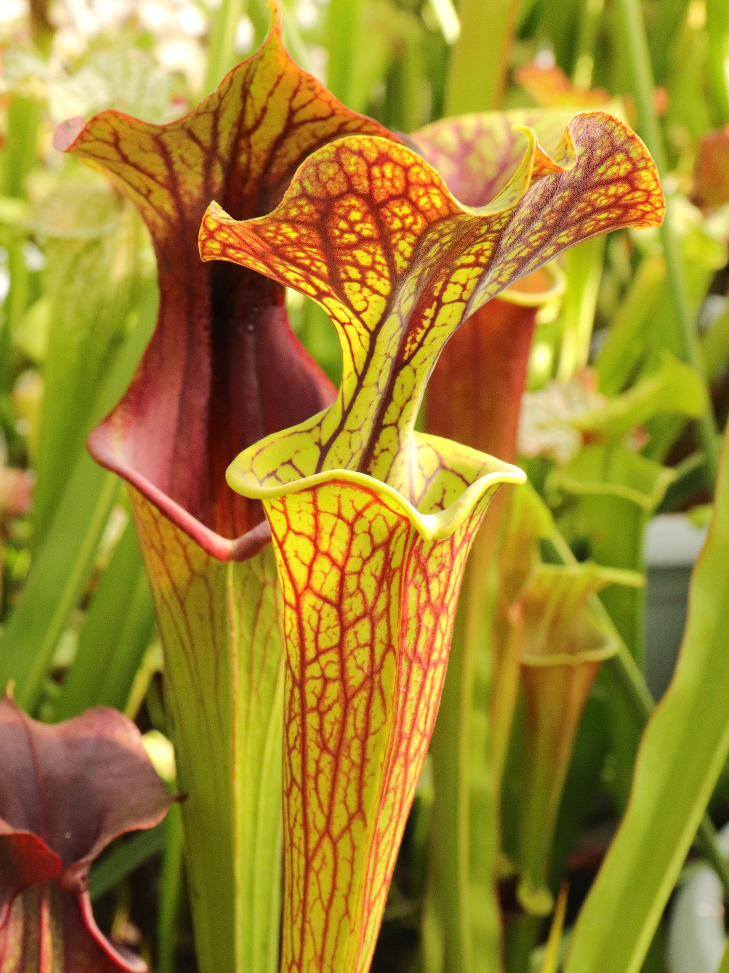 Sarracenia flava var. ornata "Improved Black Veins"