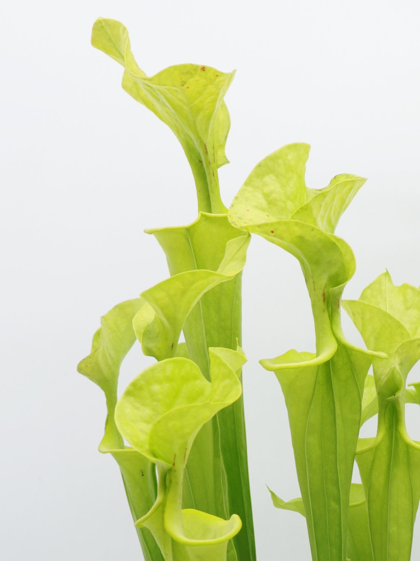 F3 GC Sarracenia flava var. flava "Twister"