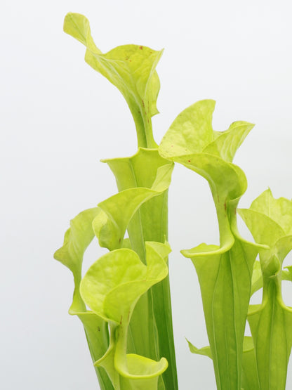 F3 GC Sarracenia flava var. flava "Twister"
