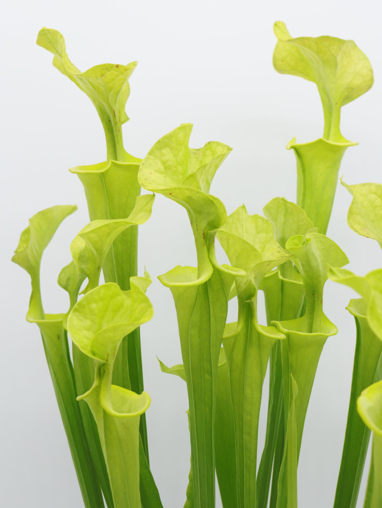 F3 GC Sarracenia flava var. flava "Twister"
