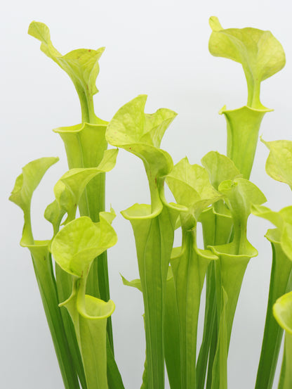 F3 GC Sarracenia flava var. flava "Twister"