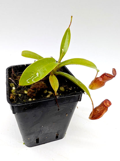 Nepenthes flava x inermis