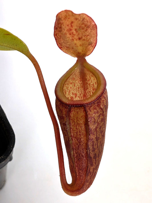 Nepenthes flava x inermis
