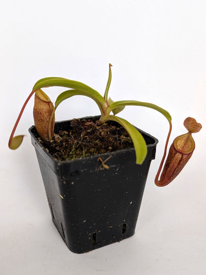 Nepenthes flava x inermis