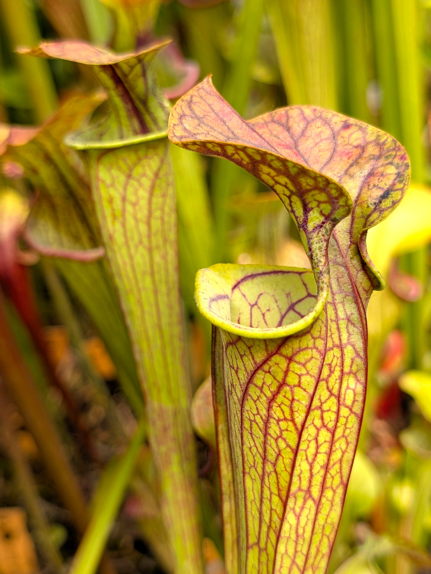 Sarracenia oreophila "Heavely veined" Triffid Nurseries x Chelsonii