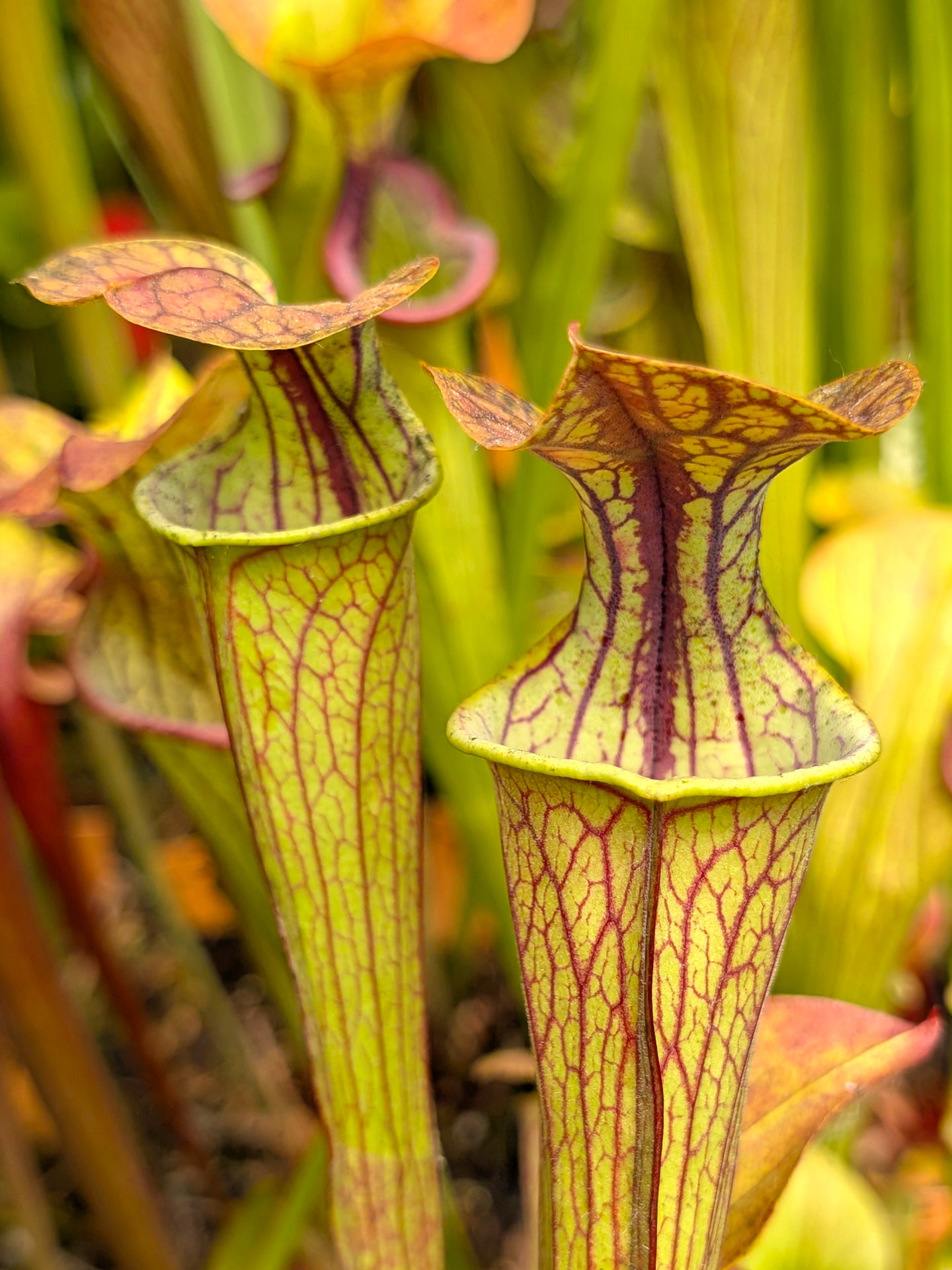 Sarracenia oreophila "Heavely veined" Triffid Nurseries x Chelsonii