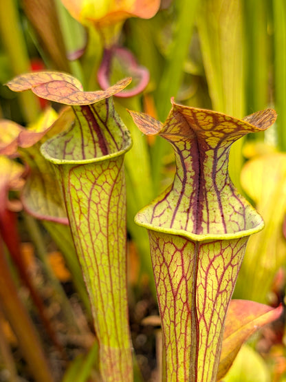 Sarracenia oreophila "Heavely veined" Triffid Nurseries x Chelsonii