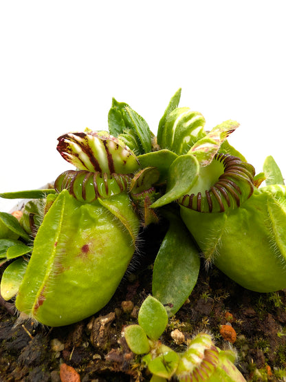 Cephalotus follicularis Frenchman's Bay, AU
